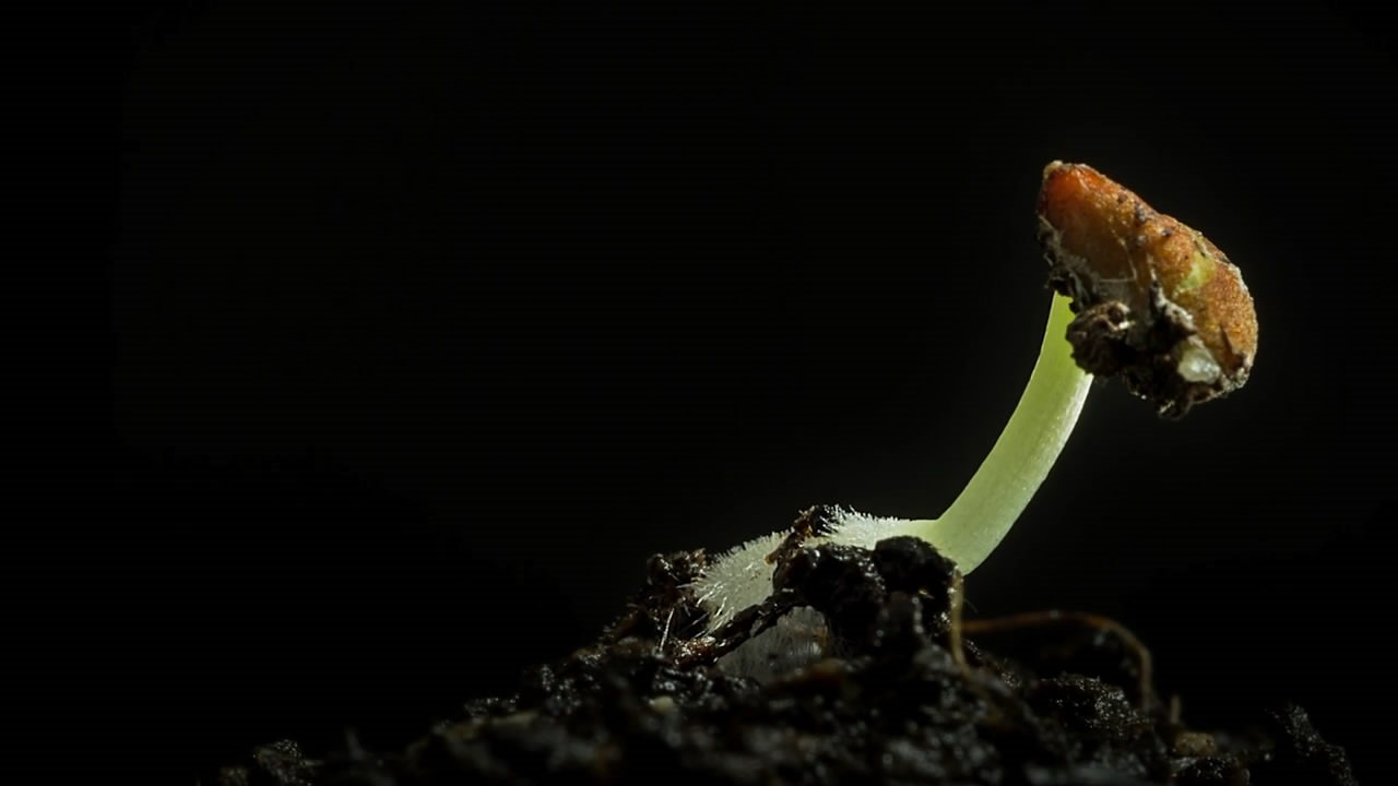 《宏延時(shí)》花樣攝影紀(jì)錄小豆芽生長(zhǎng)過程