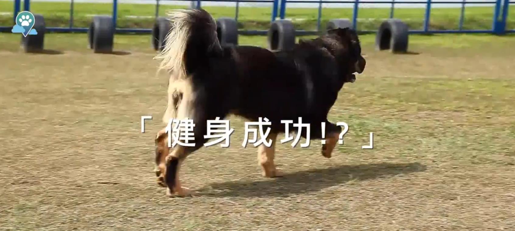 動物云社群app廣告 健身篇.mp4