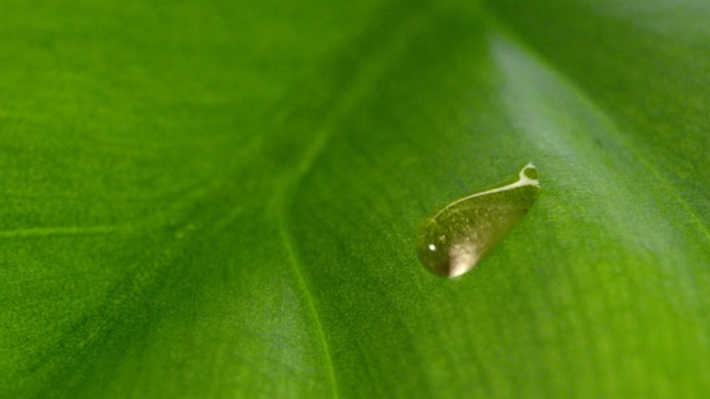 Dove多芬 《葉子英文篇》