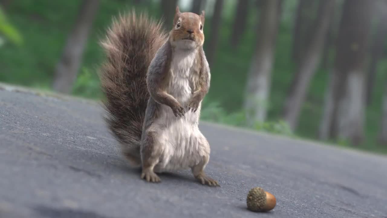 AUDI A3 2014 Commercial《SQUIRREL》