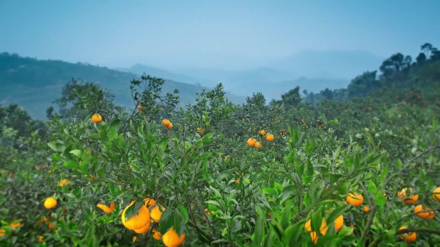 蒲江柑橘 《果園篇》