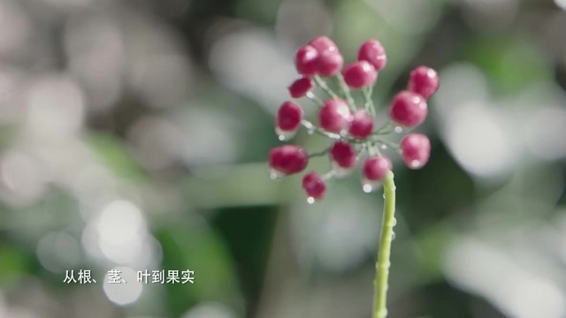 sulwhasoo雪花秀護膚品 -《采參篇》- 東制作